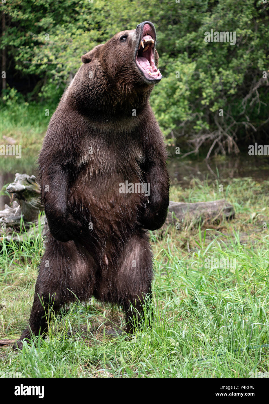 Standing Angry Bear Drawing