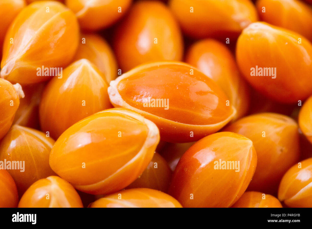 Red millet plant hi-res stock photography and images - Alamy