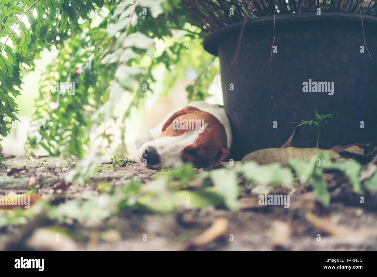 Small beagle puppy sleeping in nature Stock Photo - Alamy