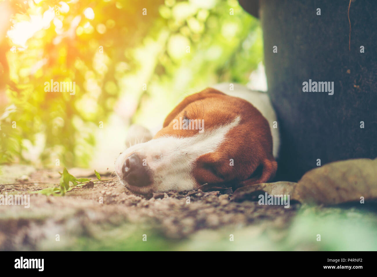 Small beagle puppy sleeping in nature Stock Photo - Alamy