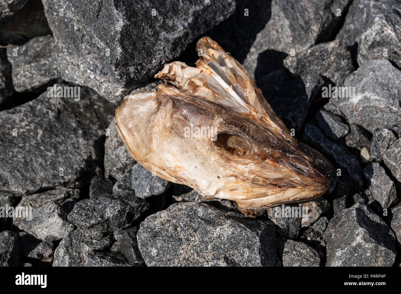 Stockfish, Norway - Stock Image - C009/7686 - Science Photo Library