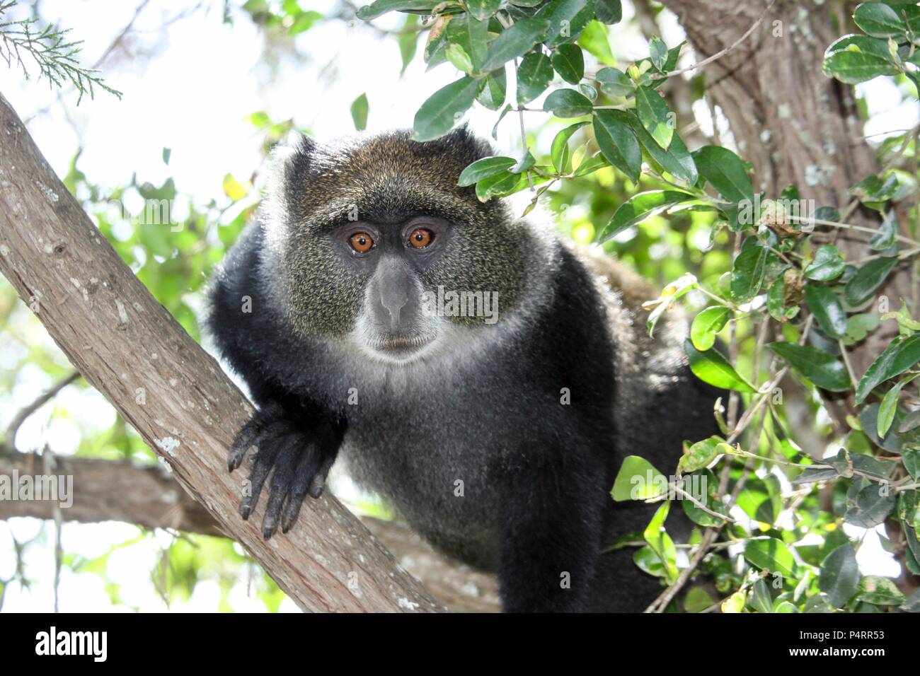 Blue, or samango, monkey (Cercopithecus mitis) in a tree. This monkey lives in troops, deferring to a dominant male (seen here). This primate is quiet and shy, living in the treetops of tropical African forests. It feeds on fruit, leaves and arthropods. Photographed in Tanzania. Stock Photo