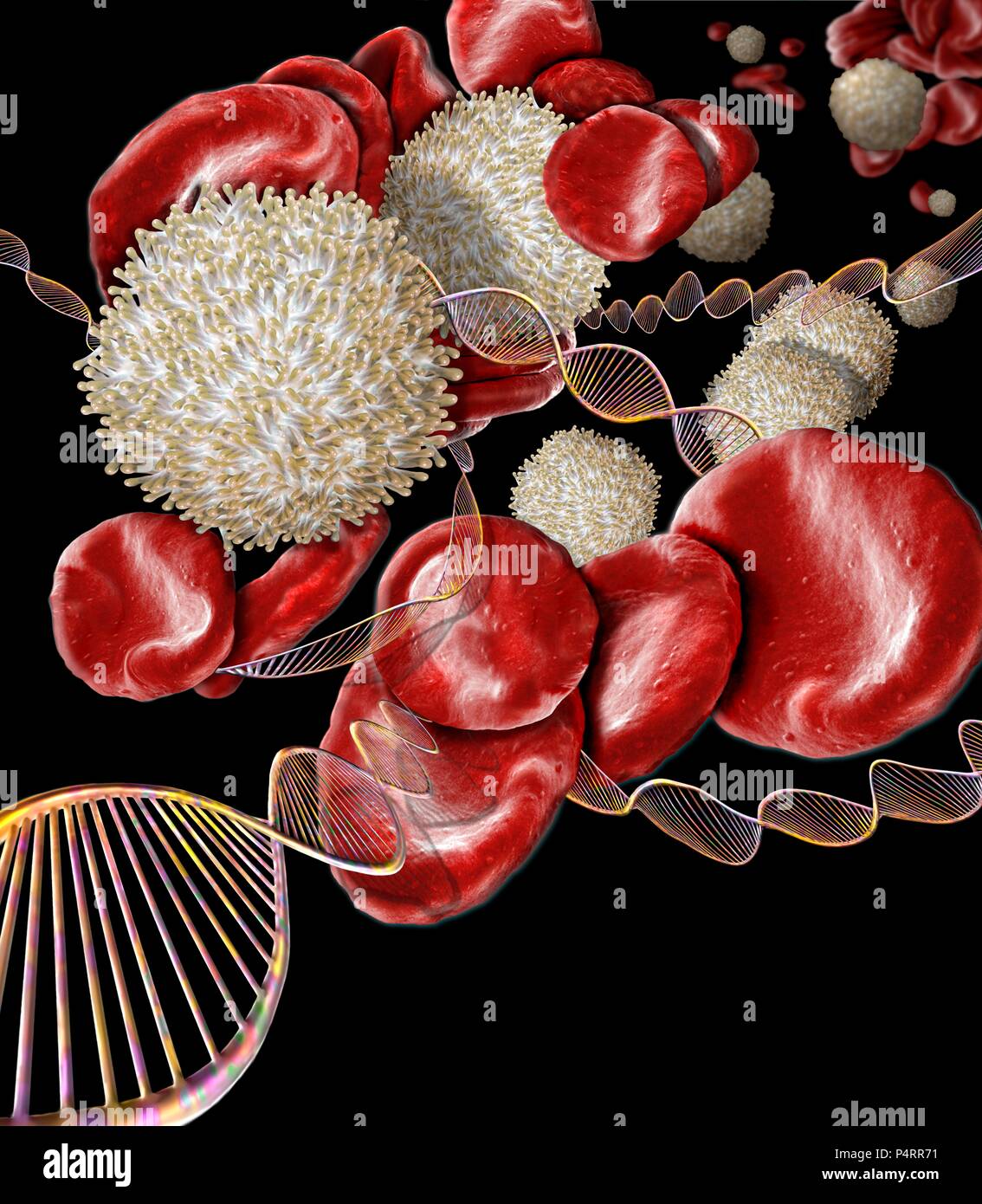 Blood disorders,conceptual composite image. Scanning electron microscopy (SEM) and computer generated image (CGI) of DNA (deoxyribonucleic acid) molecules (helices) and red and white blood cells. There are a number of blood disorders that are caused by genetic mutations and can therefore be passed from parent to child. Such disorders include haemophilia,sickle cell anaemia and thalassaemia. Stock Photo