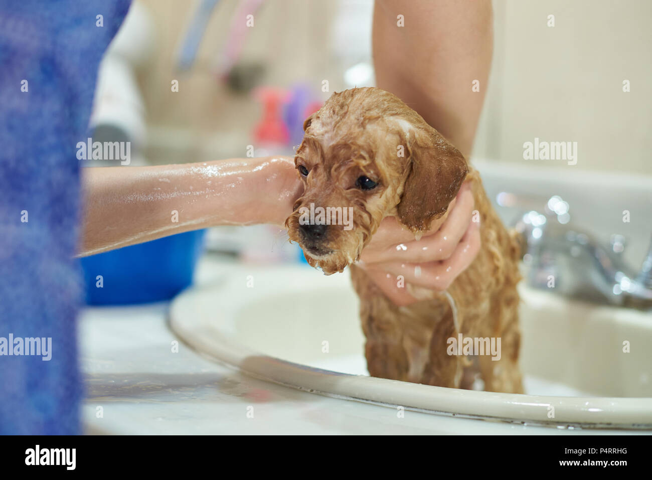 Puppy washing sale