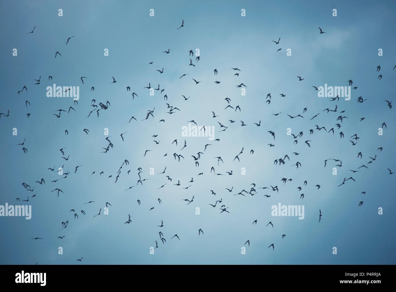 many bats flying on sky Stock Photo