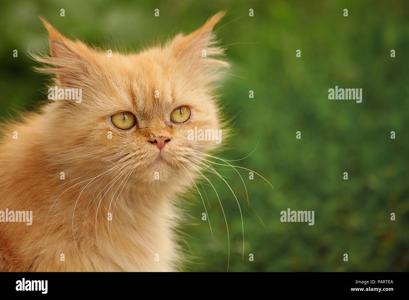 Yellow Persian cat portrait, outside shot,  with blur green background Stock Photo