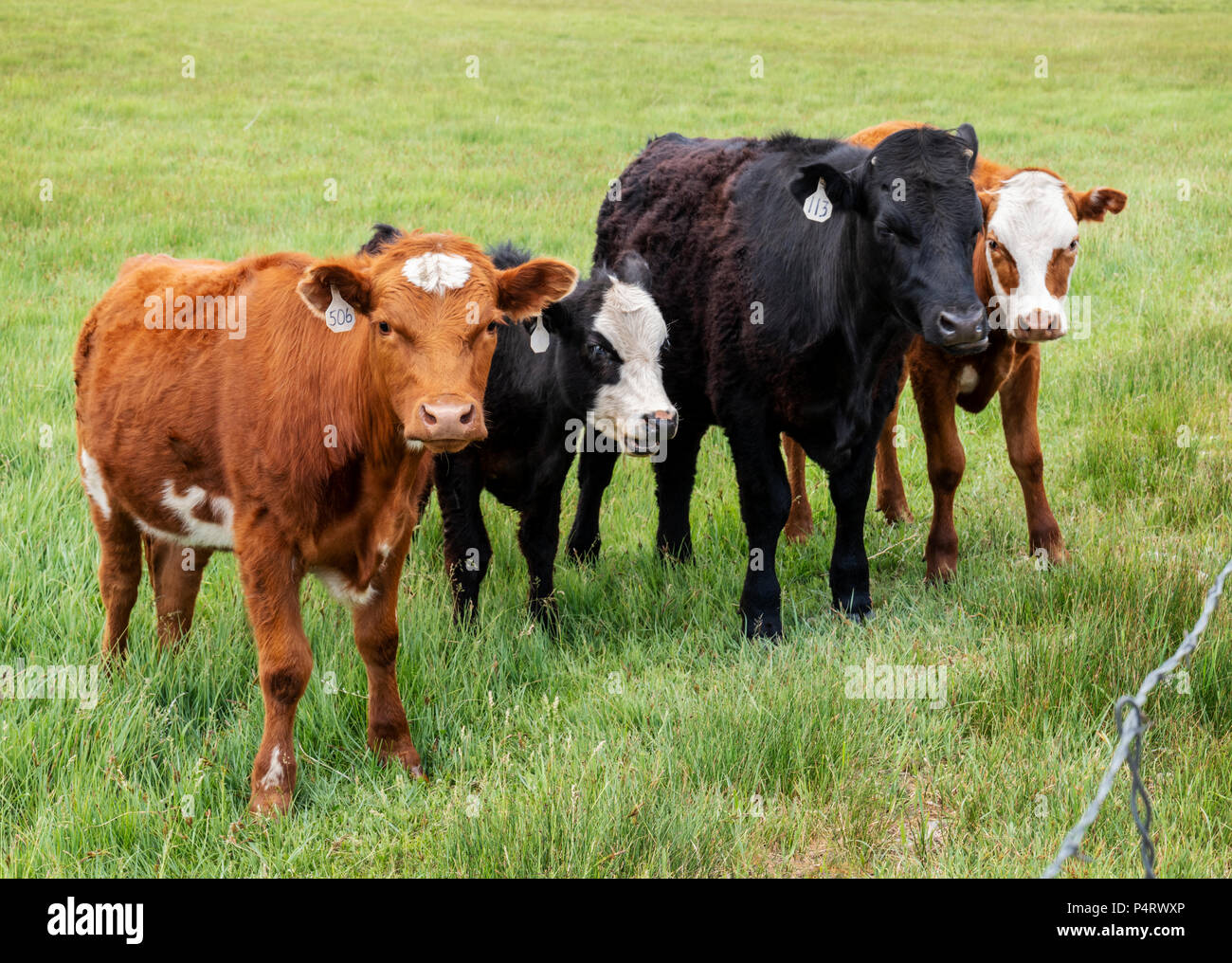Colorado cattle feed hi-res stock photography and images - Alamy