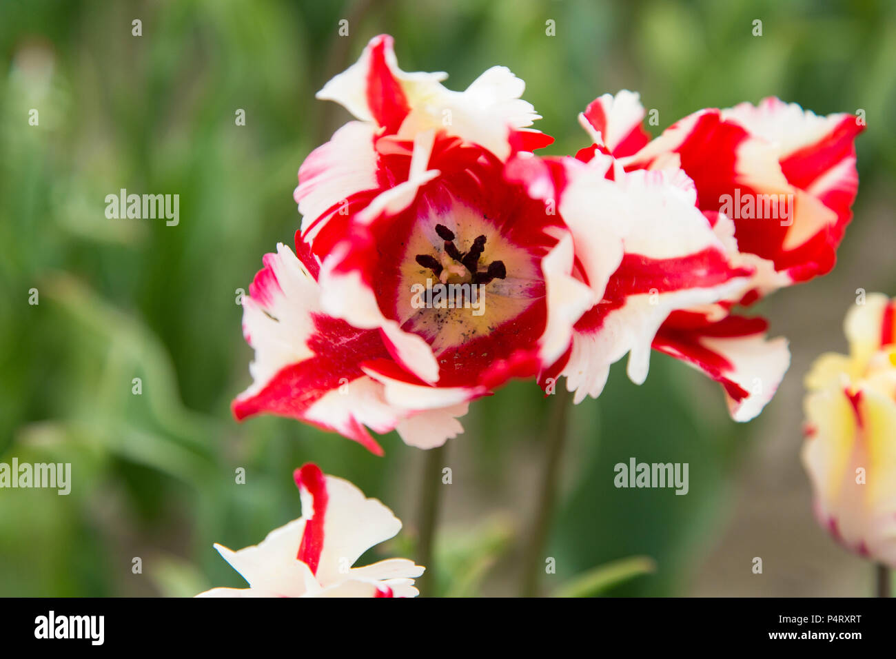 Colorful field of tulips in the Netherlands Stock Photo - Alamy