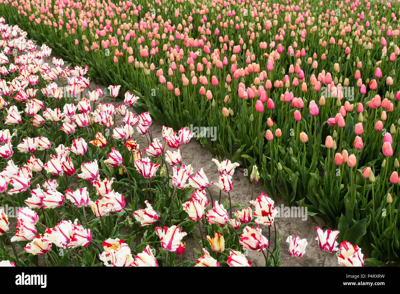 Colorful field of tulips in the Netherlands Stock Photo - Alamy