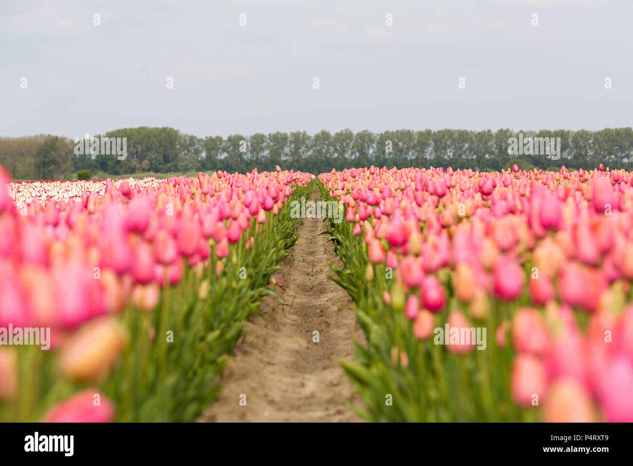 Colorful field of tulips in the Netherlands Stock Photo - Alamy