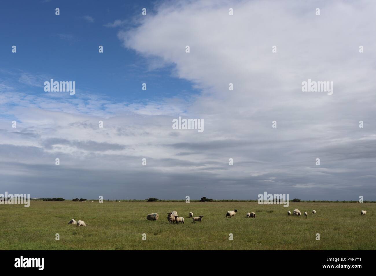 Sheep in field under blue sky with big white cloud Stock Photo - Alamy