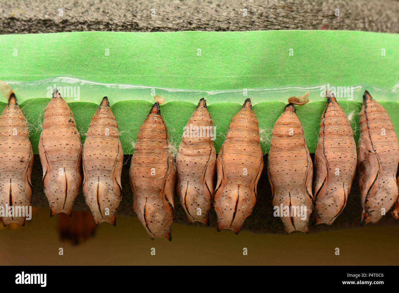 Butterfly cocoons hi res stock photography and images Alamy