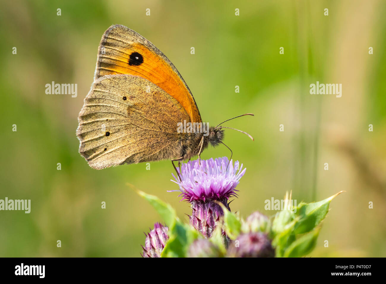Side view wings close up of a Meadow Brown butterfly (Maniola jurtina) feeding on a purple Thistle flower Stock Photo