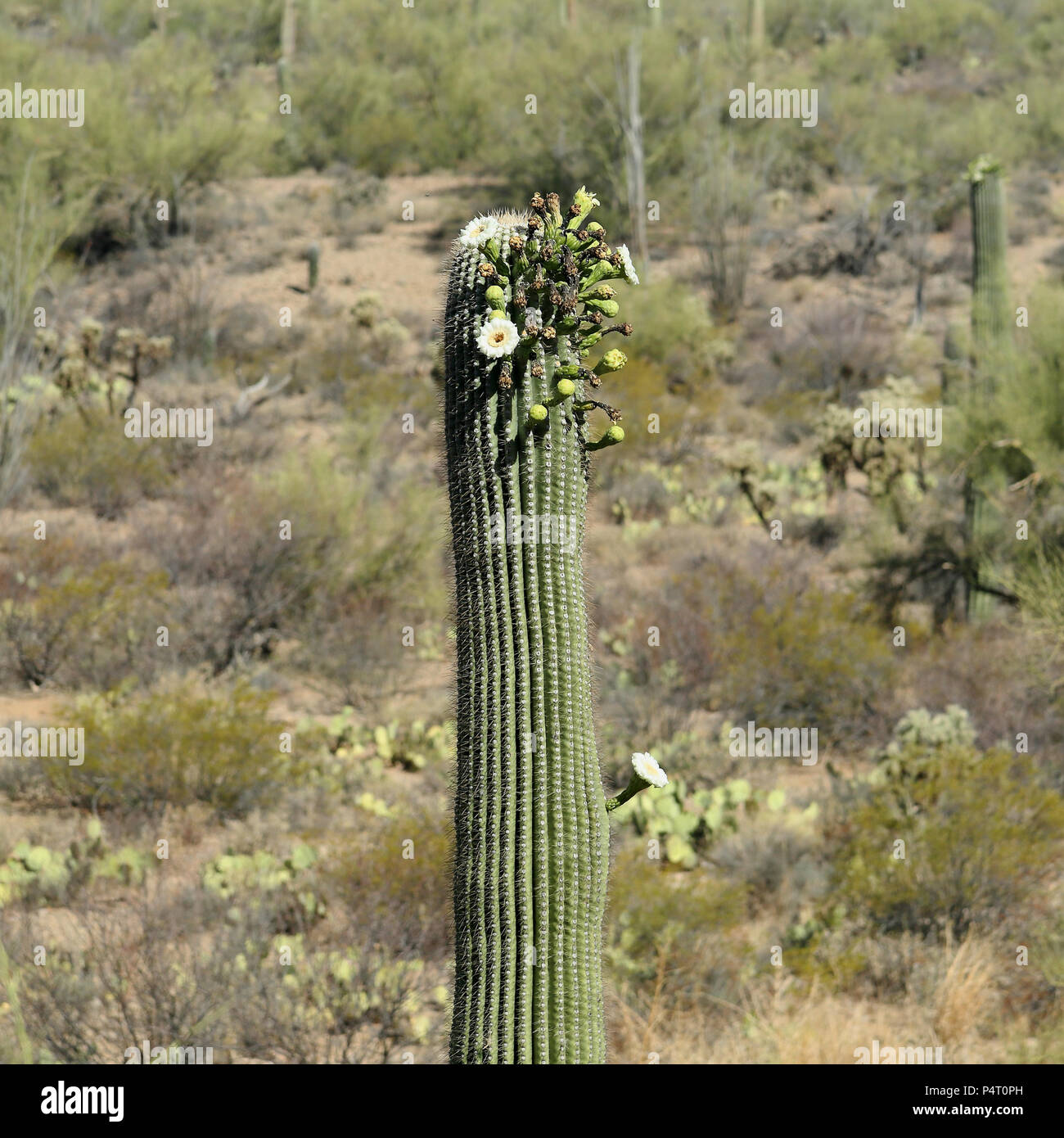 Flowering saguaro cactus in the southern Arizona Sonoran Desert on a ...