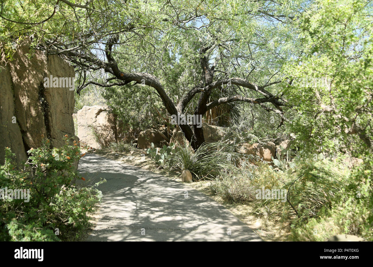 Garden pathway with cacti, trees and bushes in southern Arizona on a