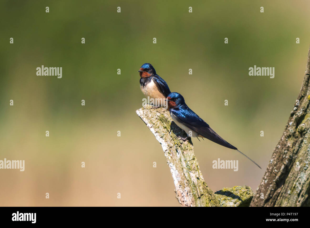 BBarn Swallow bird (Hirundo rustica) perched on a wooden log during Springtime. A large group of these barn swallows foraging and hunts insects and ta Stock Photo