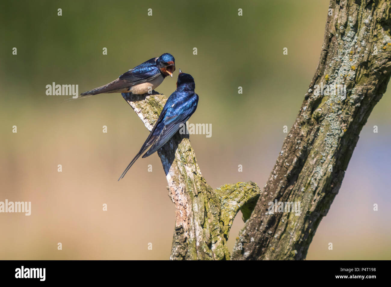 BBarn Swallow bird (Hirundo rustica) perched on a wooden log during Springtime. A large group of these barn swallows foraging and hunts insects and ta Stock Photo