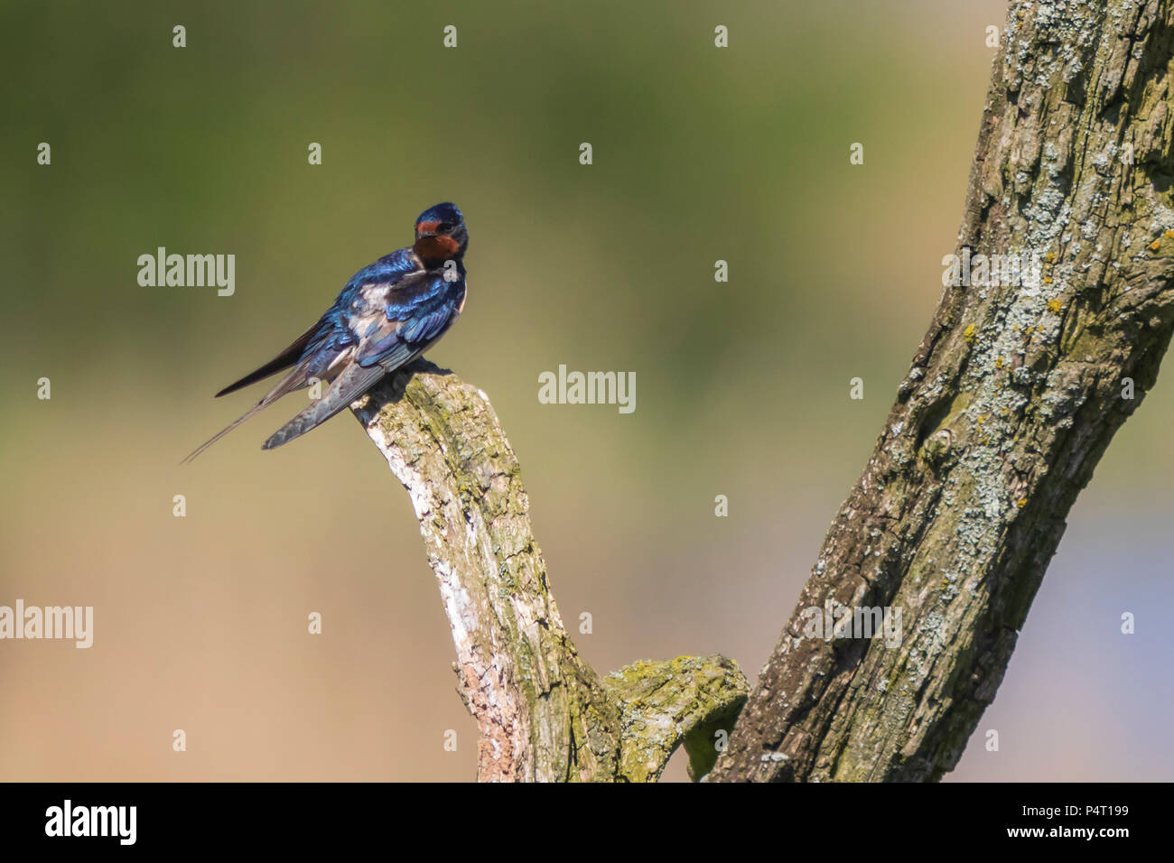 BBarn Swallow bird (Hirundo rustica) perched on a wooden log during Springtime. A large group of these barn swallows foraging and hunts insects and ta Stock Photo