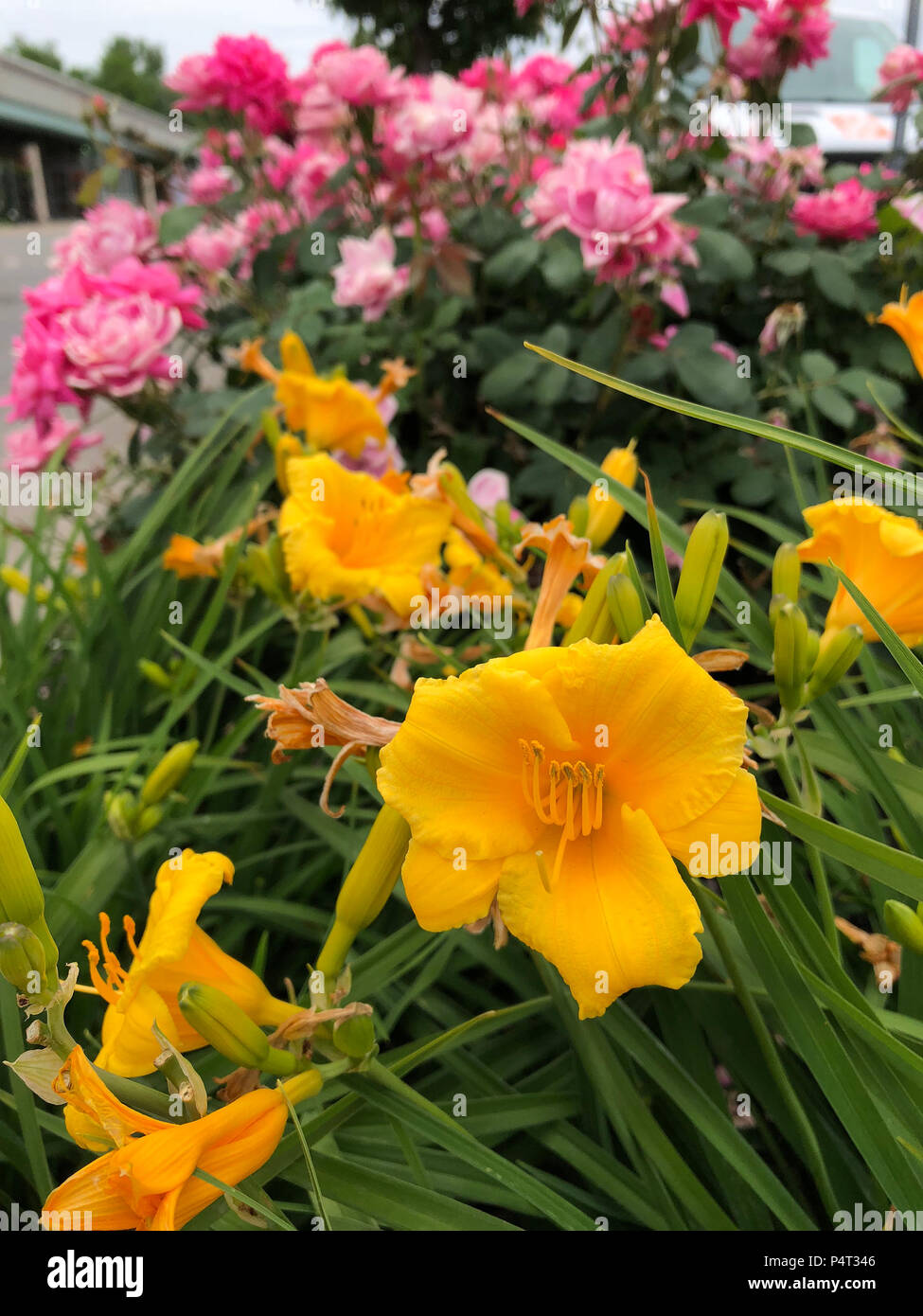 English fragrant flowers hires stock photography and images Alamy