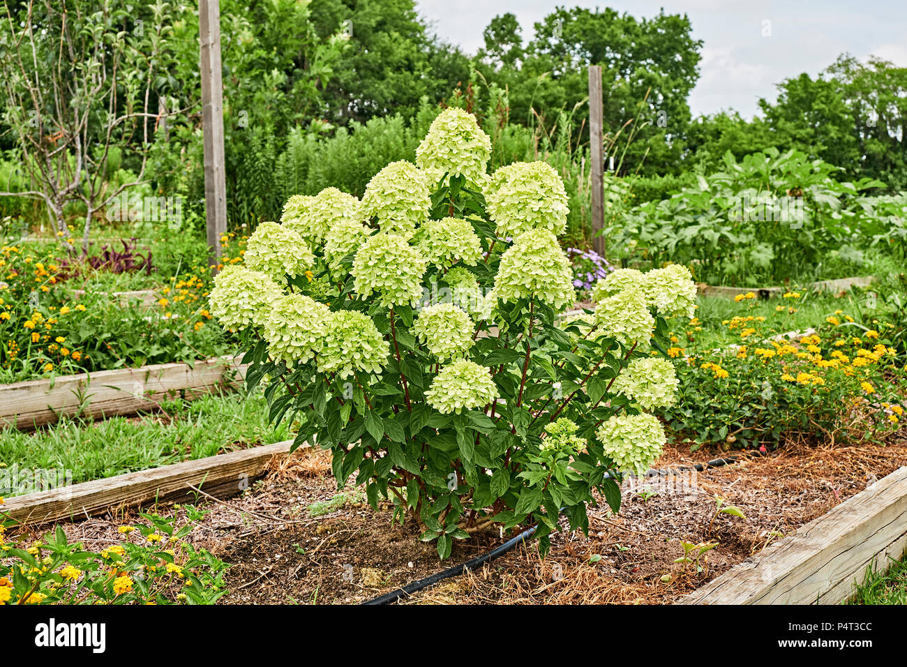 Hydrangea paniculata or panicle hydrangea, also known as a limelight hydrangea blooming in a raised garden. Stock Photo