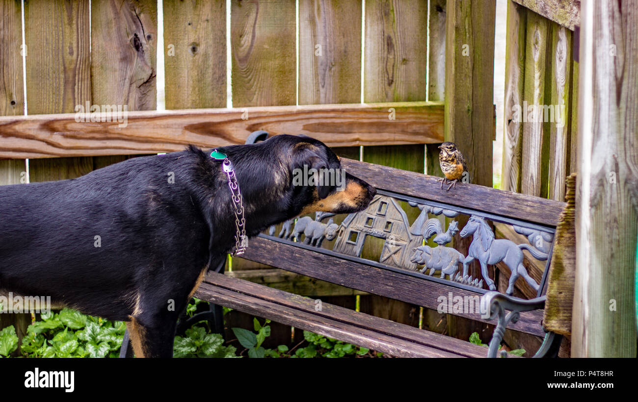 Baby robin exchanges curious glances during friendship encounter with young puppy. Stock Photo