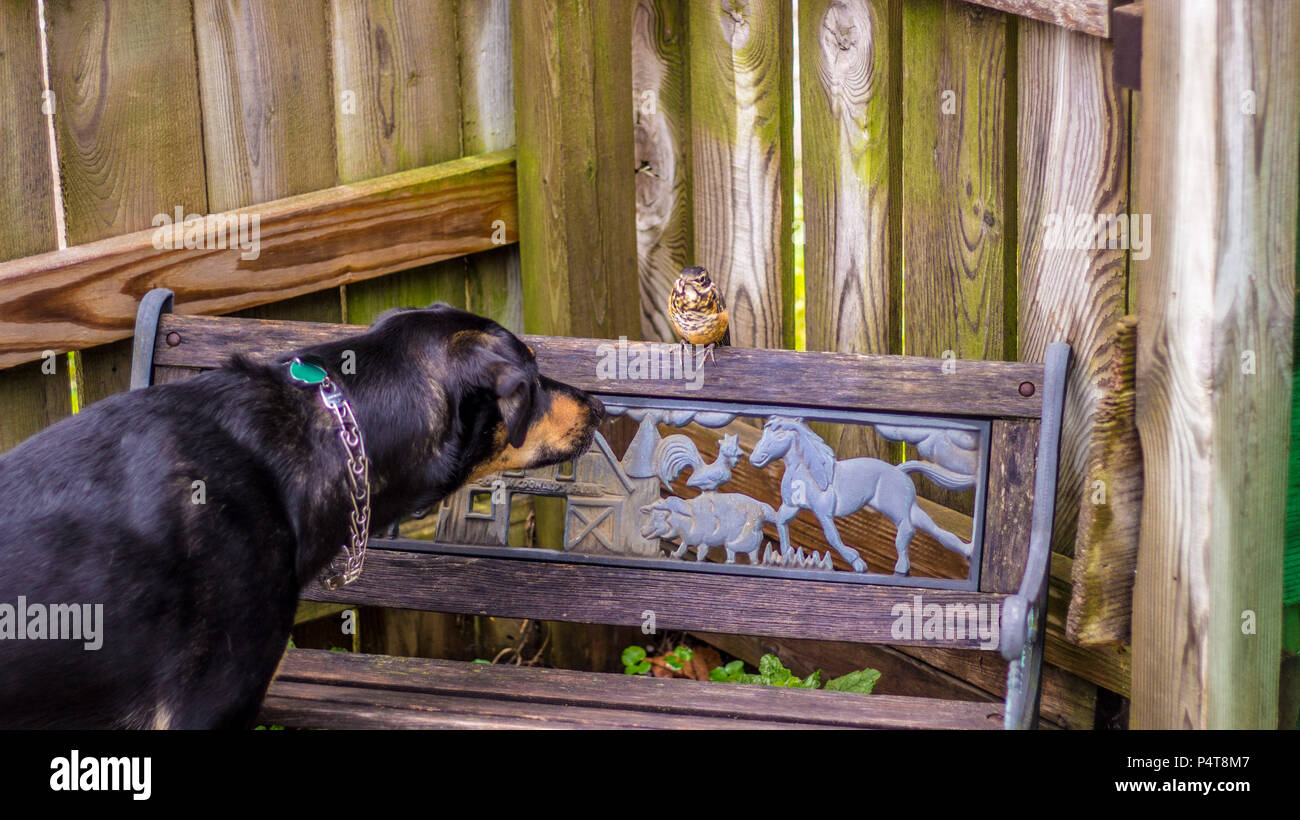 Puppy slowly inching towards baby robin during a curious moment of address. Stock Photo