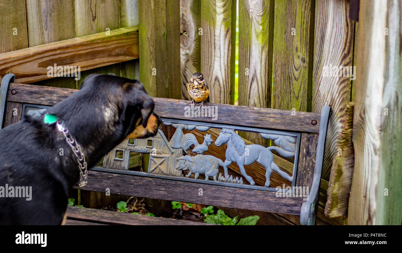 Close up view of a young puppy and baby robin enjoying a curious staring contest. Stock Photo