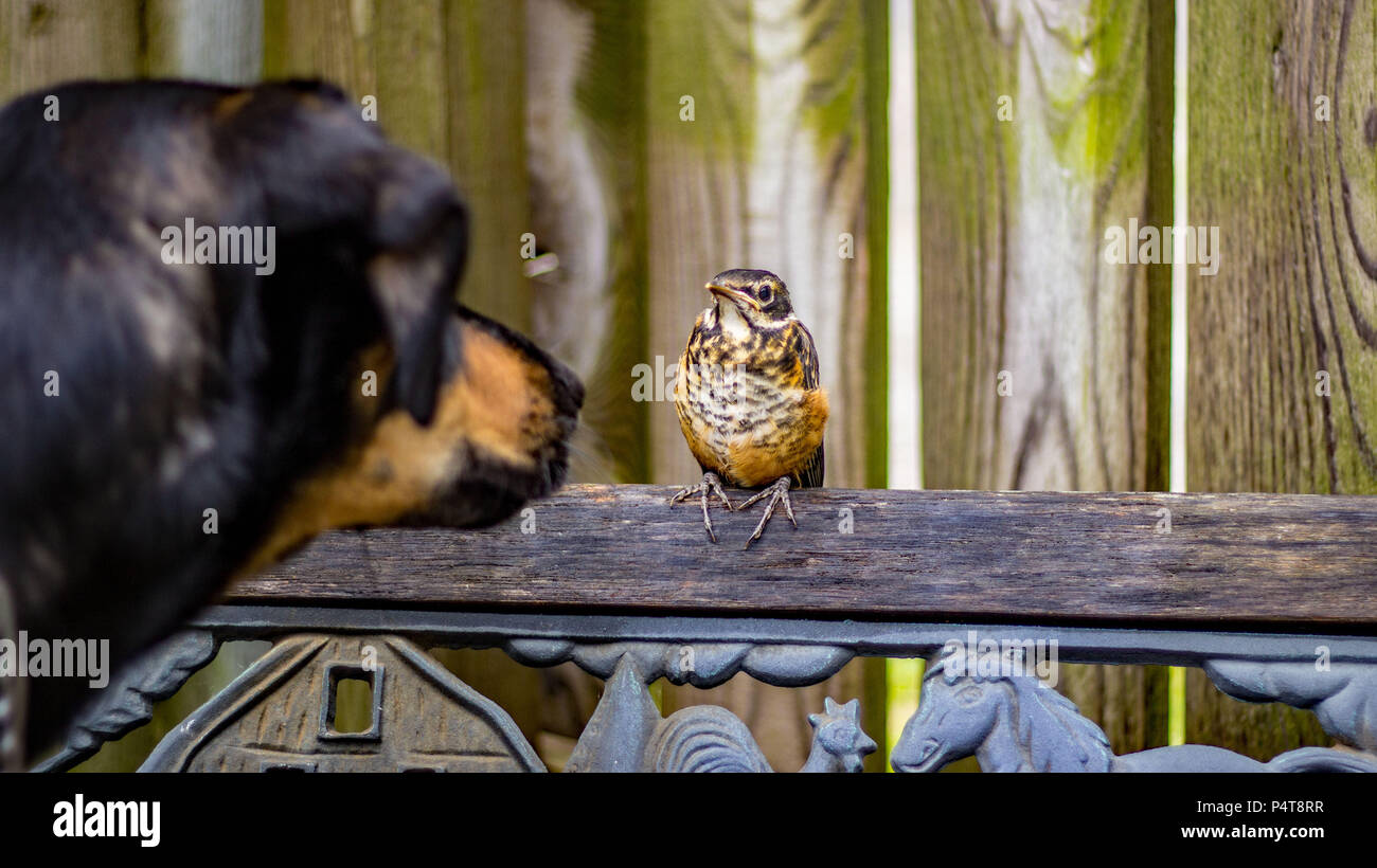 Baby robin and 1 year old puppy have a curious, in depth glance of acknowledgement in the back yard. Stock Photo