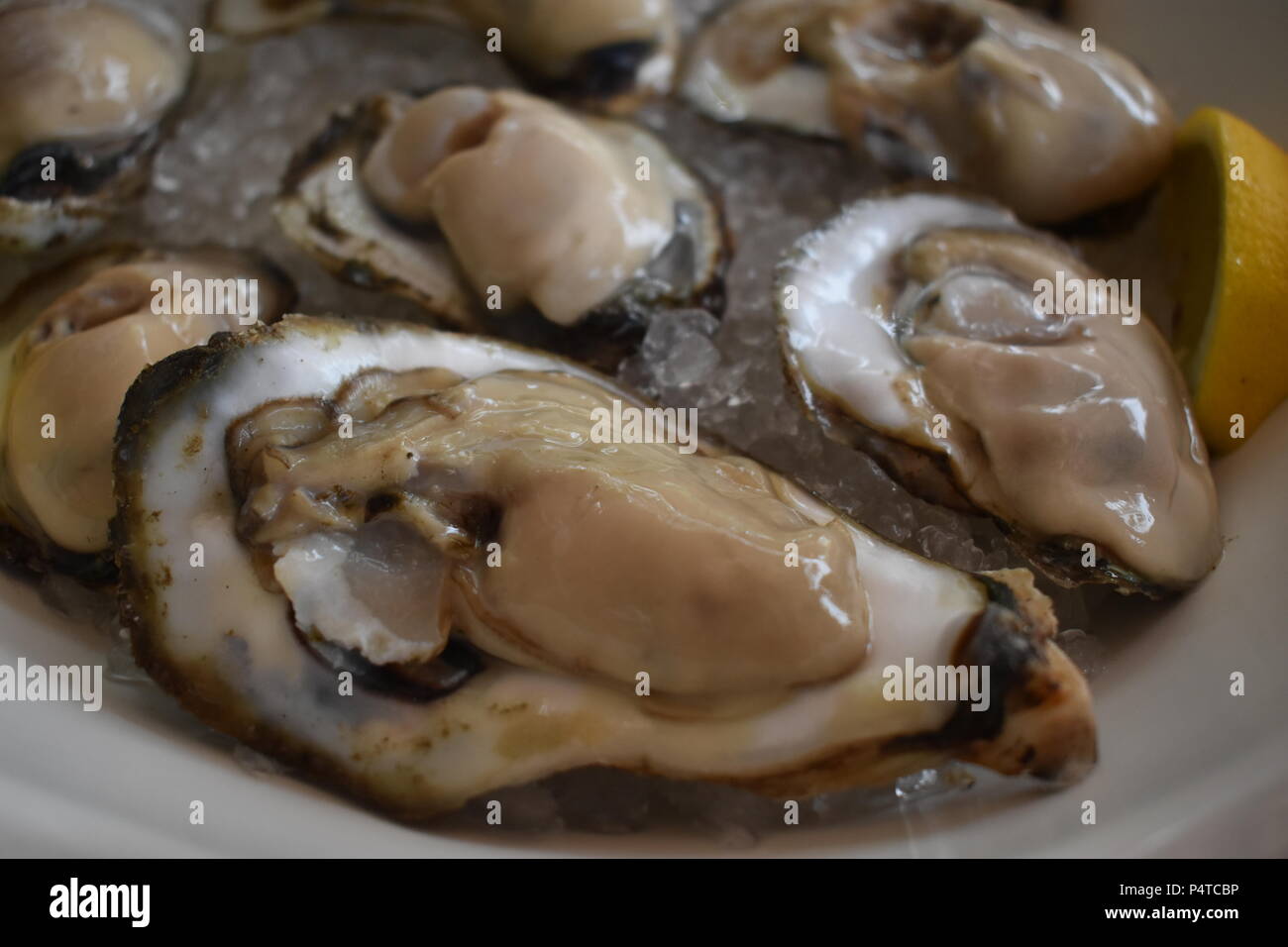 Fresh raw aquaculture oysters on ice from the Chesapeake Bay at Wild