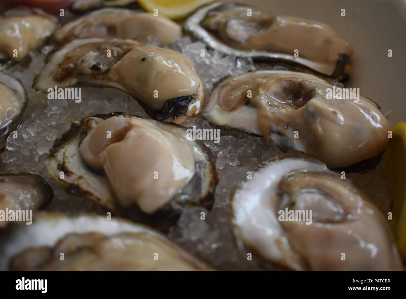 Fresh raw aquaculture oysters on ice from the Chesapeake Bay at Wild Country Seafood in Annapolis, Maryland Stock Photo