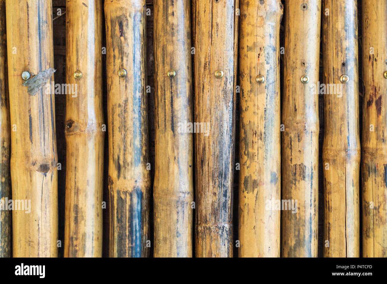 Vintage bamboo wall textured, Old pattern background concept. Stock Photo