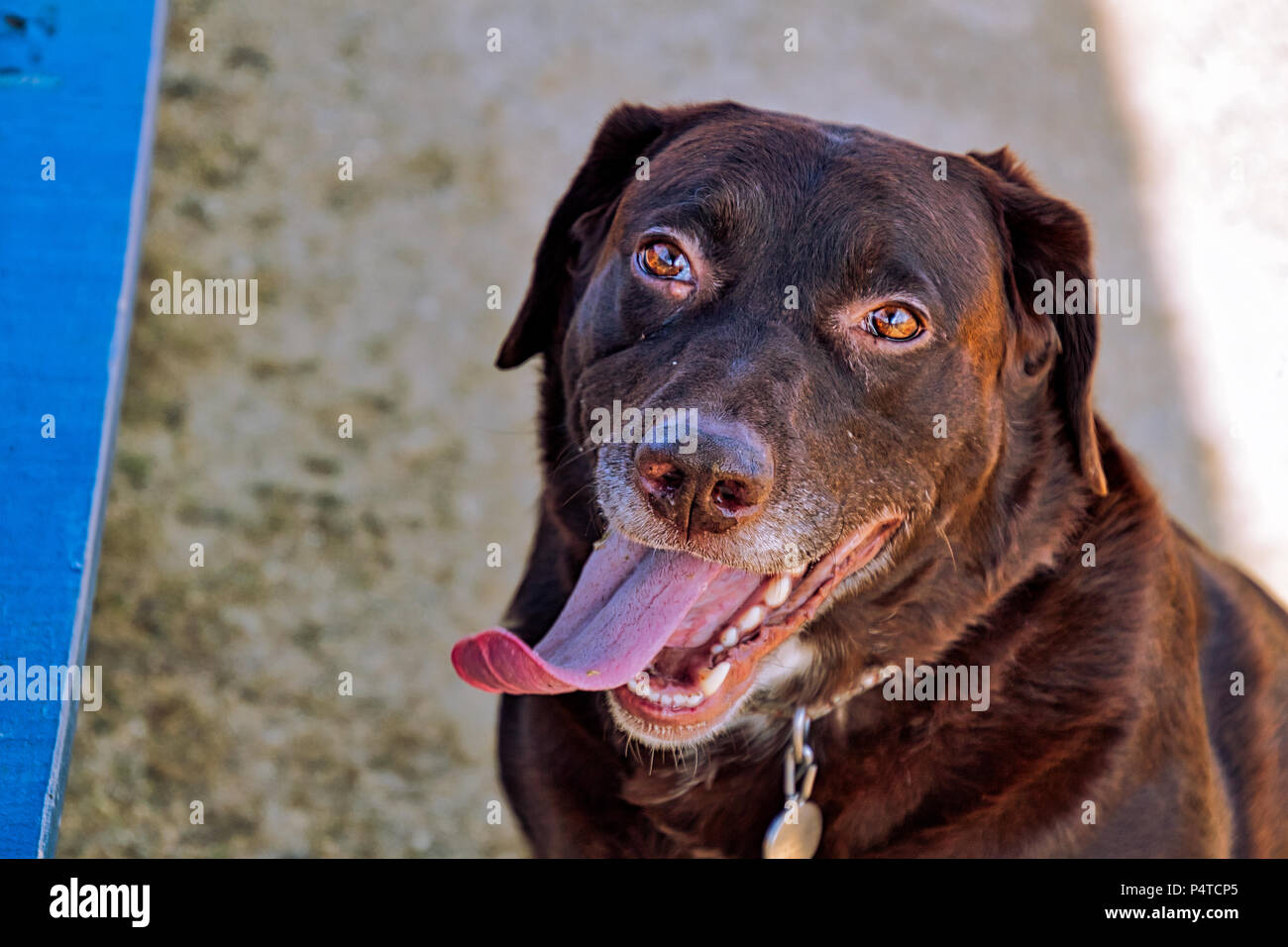 Chocolate Labrador Pants Chocolate Labrador Pants