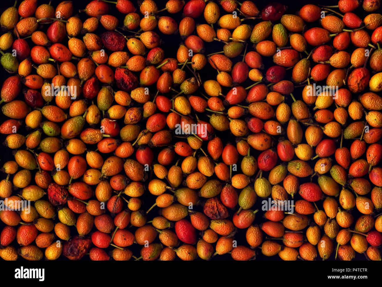Assorted rose hips on a black background Stock Photo