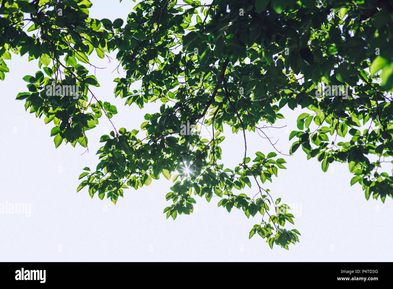 Tree with green leafs and sun shining through leaves Stock Photo