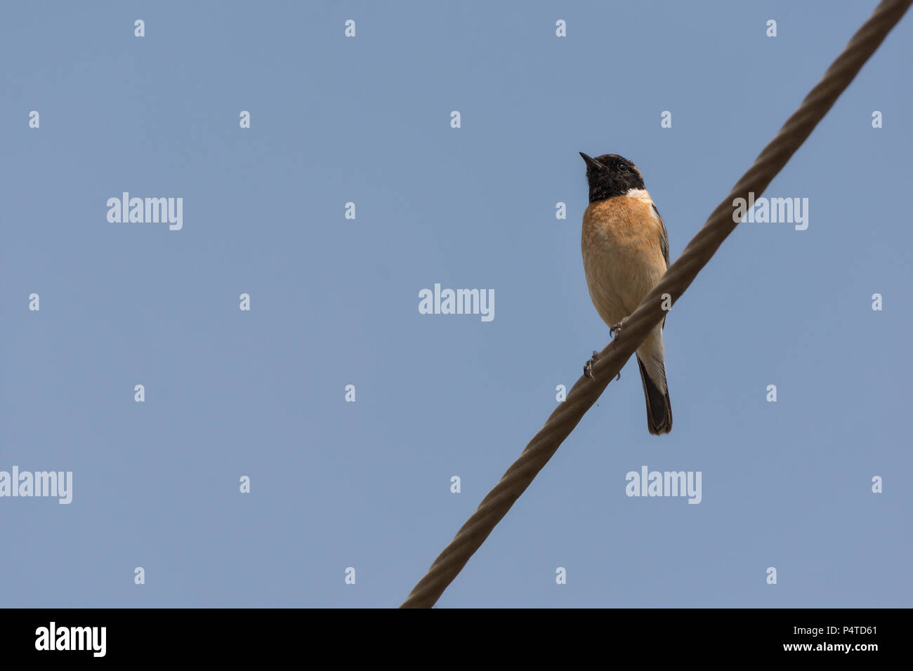 Common Stonechat (Saxicola rubicola) is a small passerine bird . Stock Photo