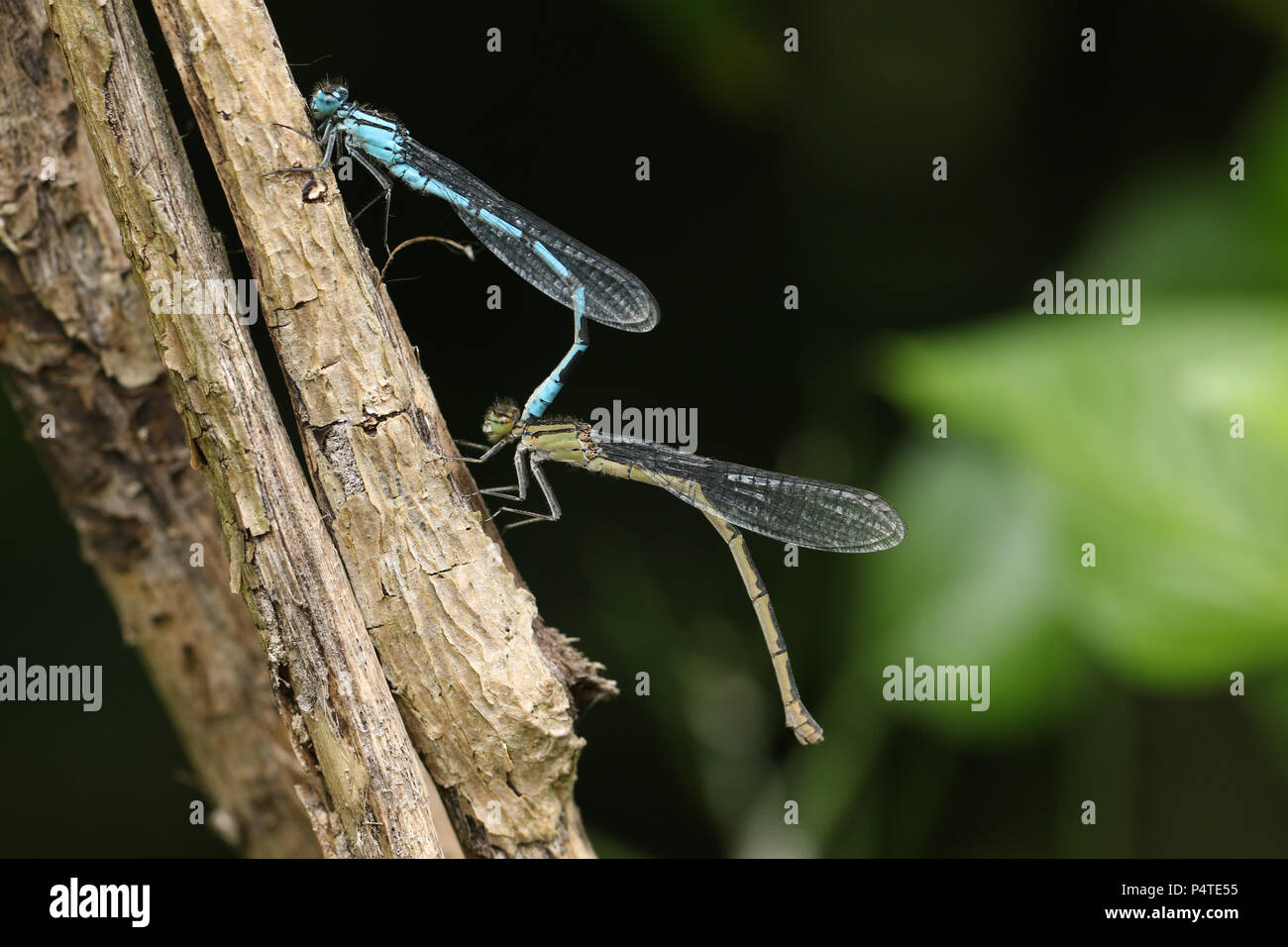 A mating pair of stunning Common Blue Damselfly (Enallagma cyathigerum ...