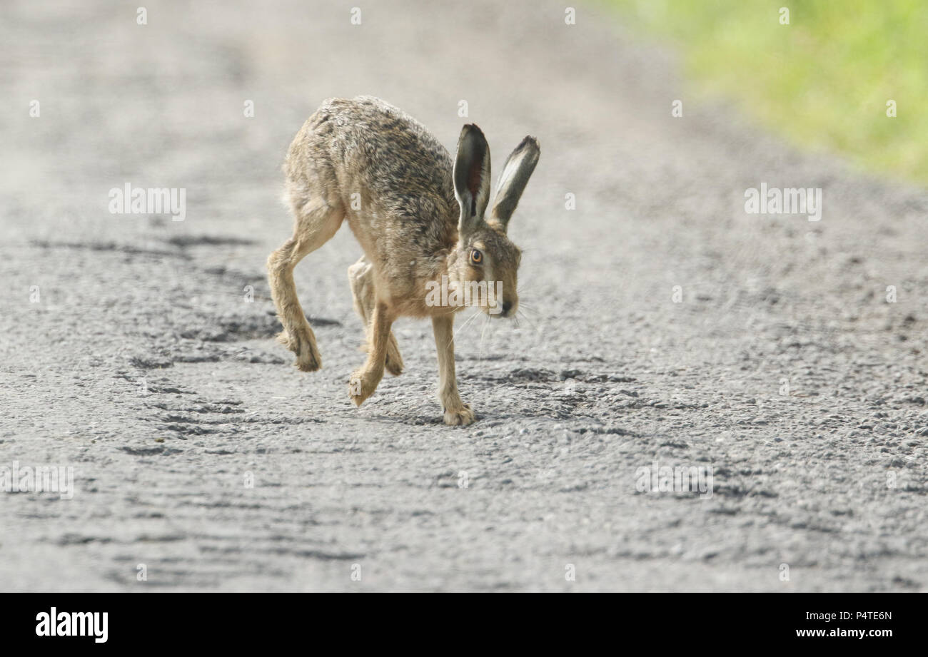 hare 2.0 jordan