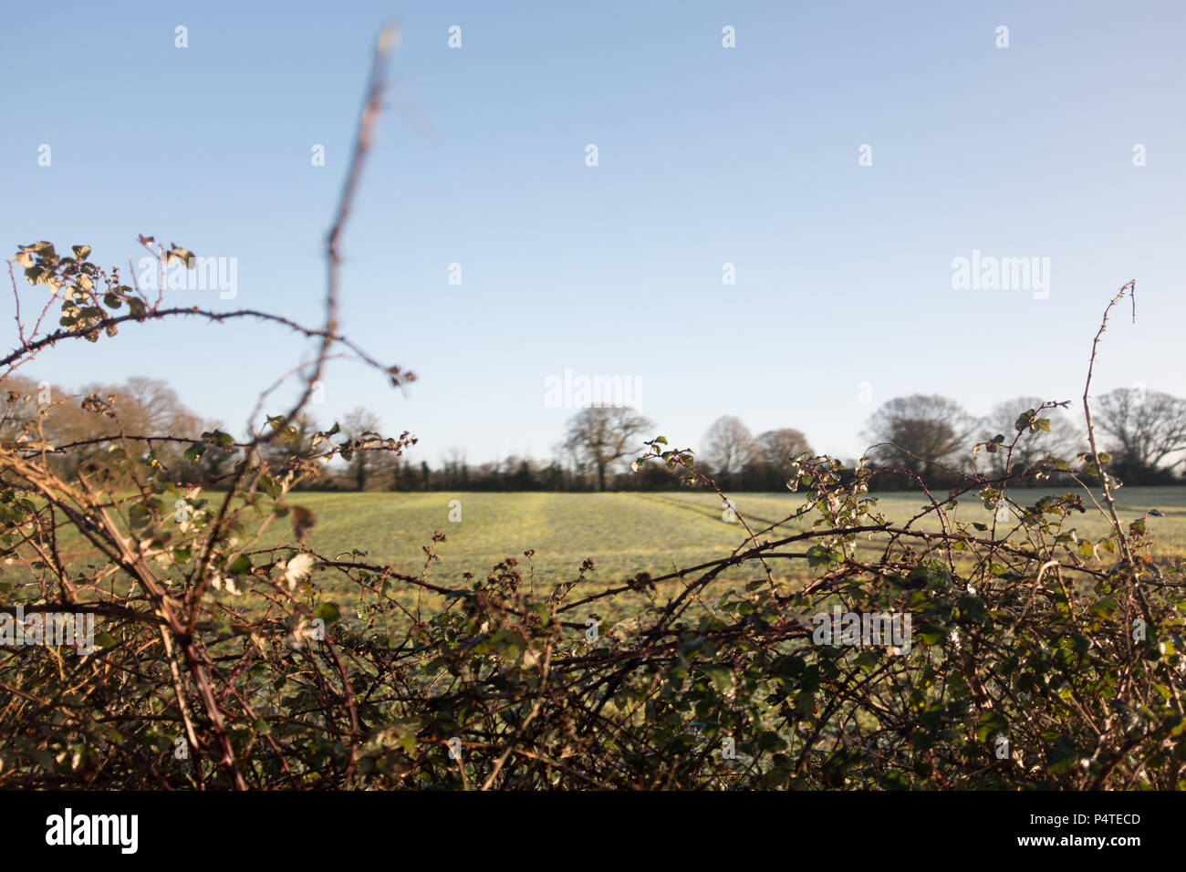 Wild English Hedge surrounding Farmed field, Devon, England, UK. Stock Photo