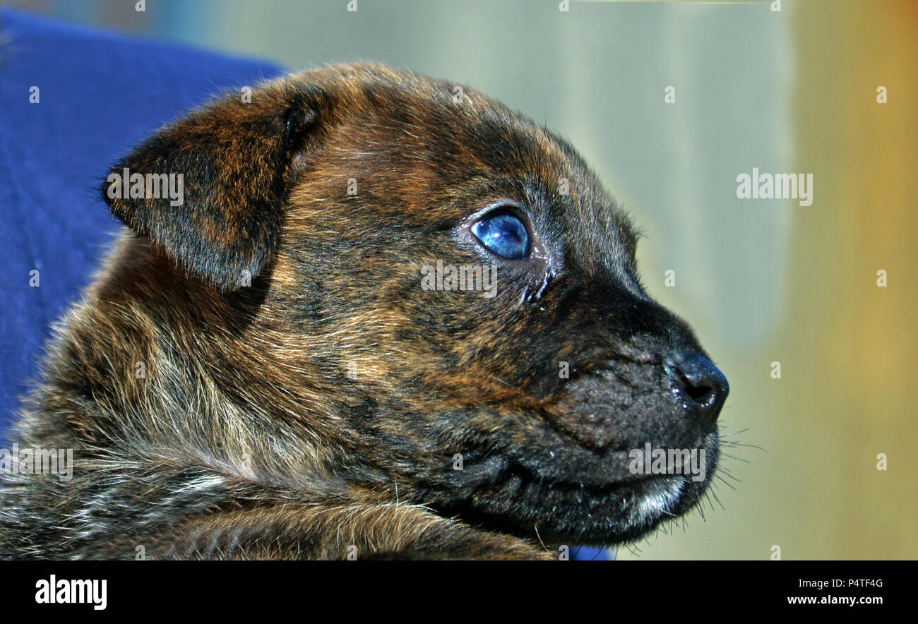 Cucciolo di cane con gli occhi azzurri. Stock Photo