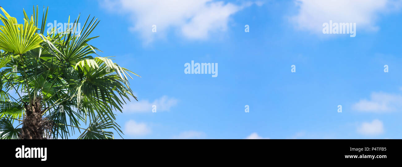 palm tree on blue sky background Stock Photo - Alamy