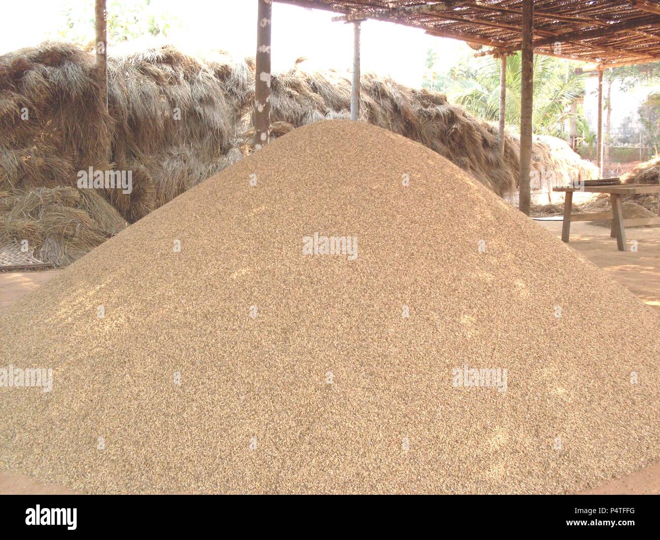 Indian Rice Production Stock Photo