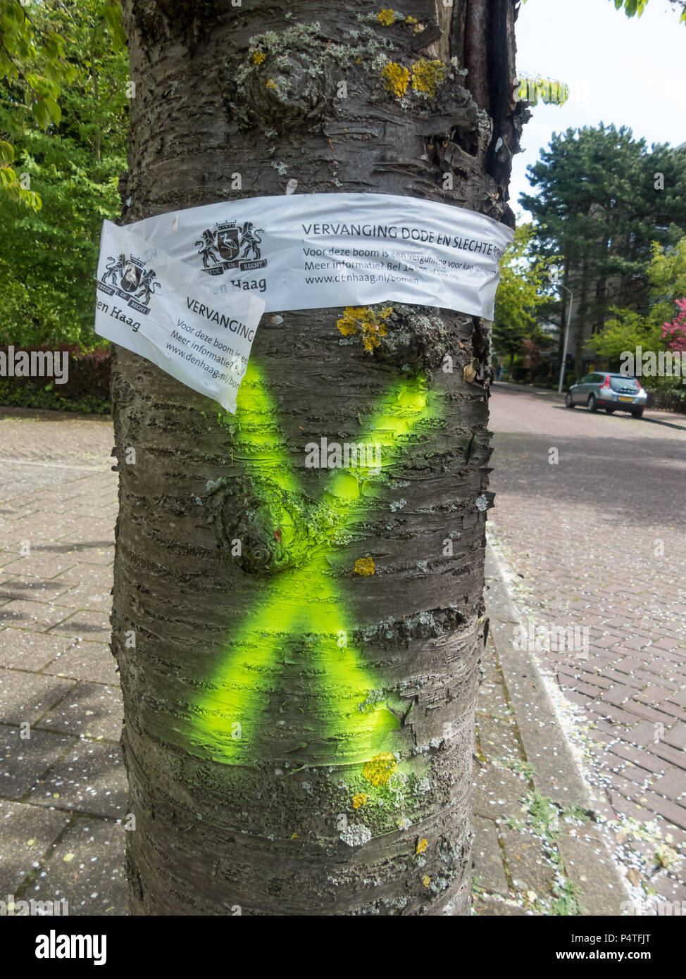 The Hague, the Netherlands - 1 May 2018: tree on city street marked for removal Stock Photo
