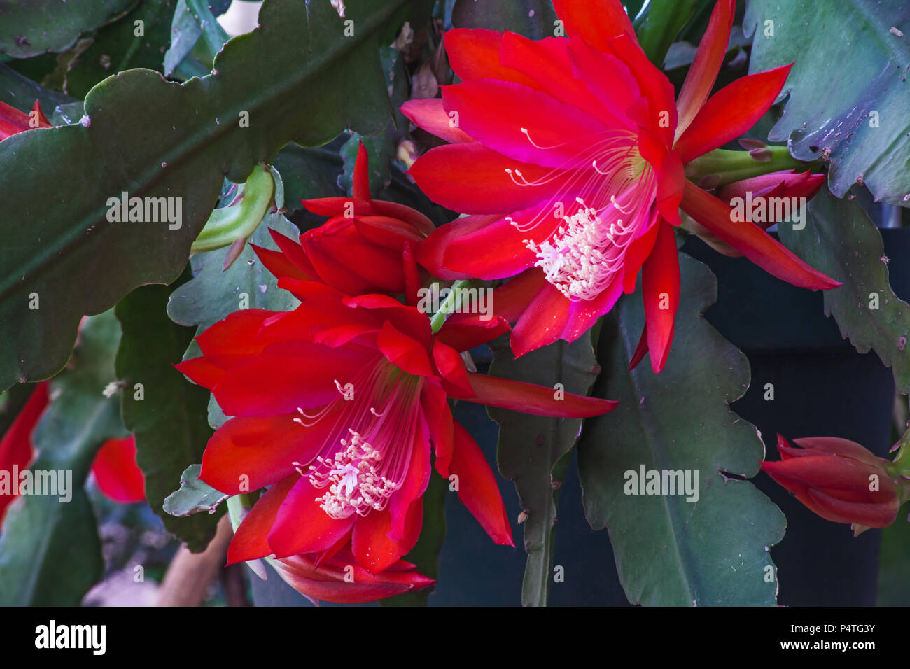 Red Cactus Flower  4 Stock Photo