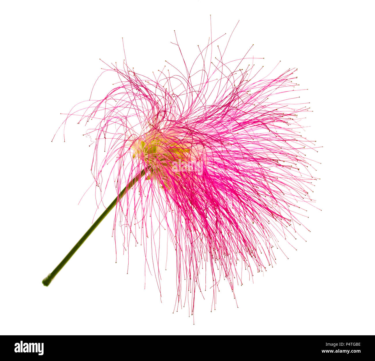 Calliandra eriophylla, pink fairy duster, mimosaide family on white background, Exotic tropical plant Stock Photo