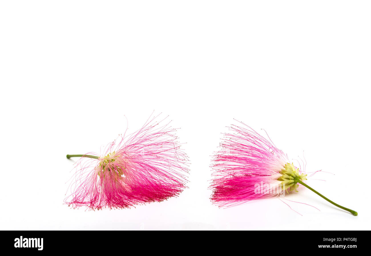 Calliandra eriophylla, pink fairy duster, mimosaide family on white background, Exotic tropical plant Stock Photo