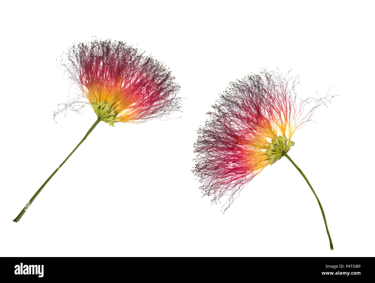 Calliandra eriophylla, pink fairy duster, mimosaide family on white background, Exotic tropical plant, Powder Puff Stock Photo