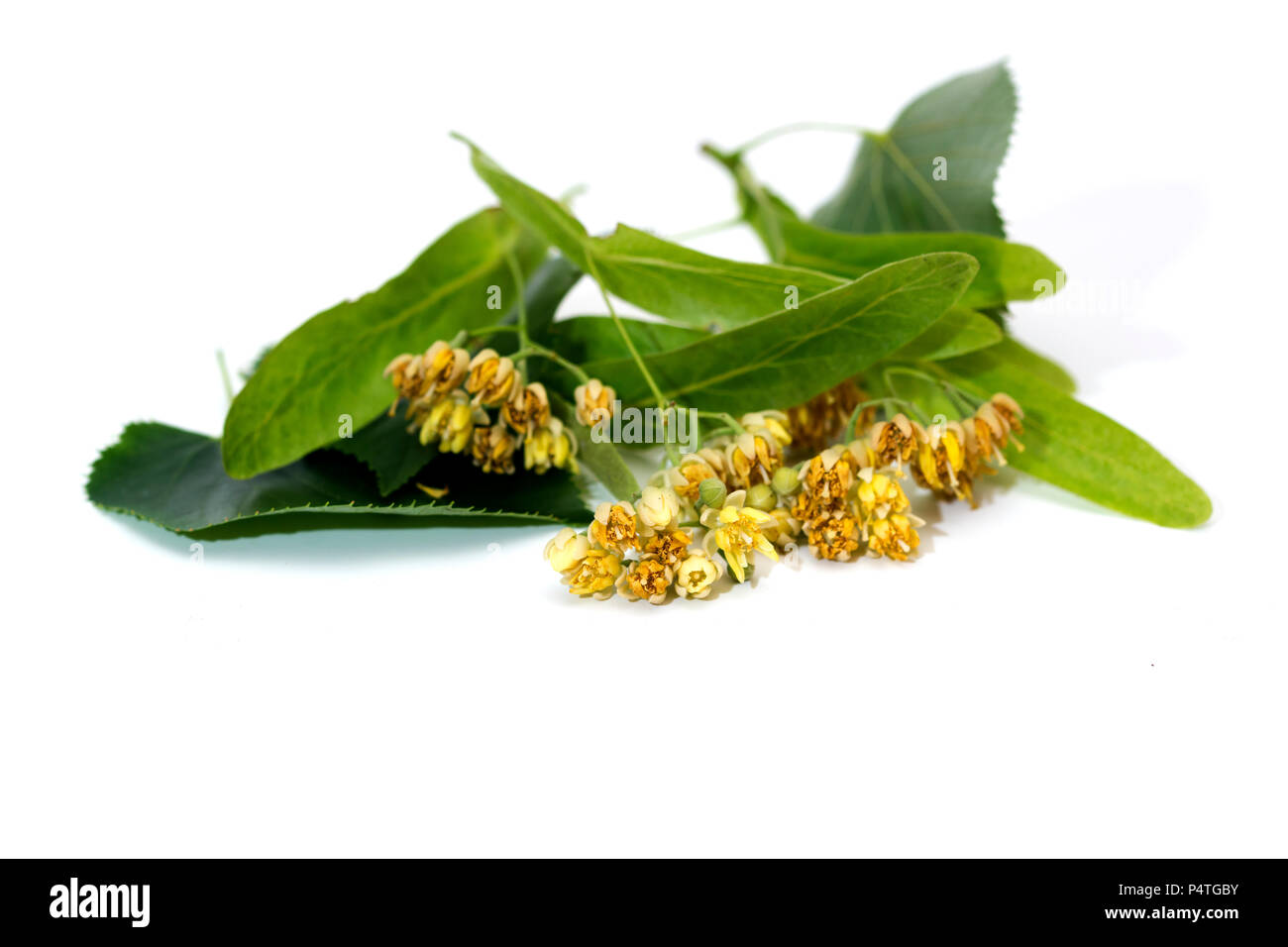 Flowers of linden on a white background Stock Photo