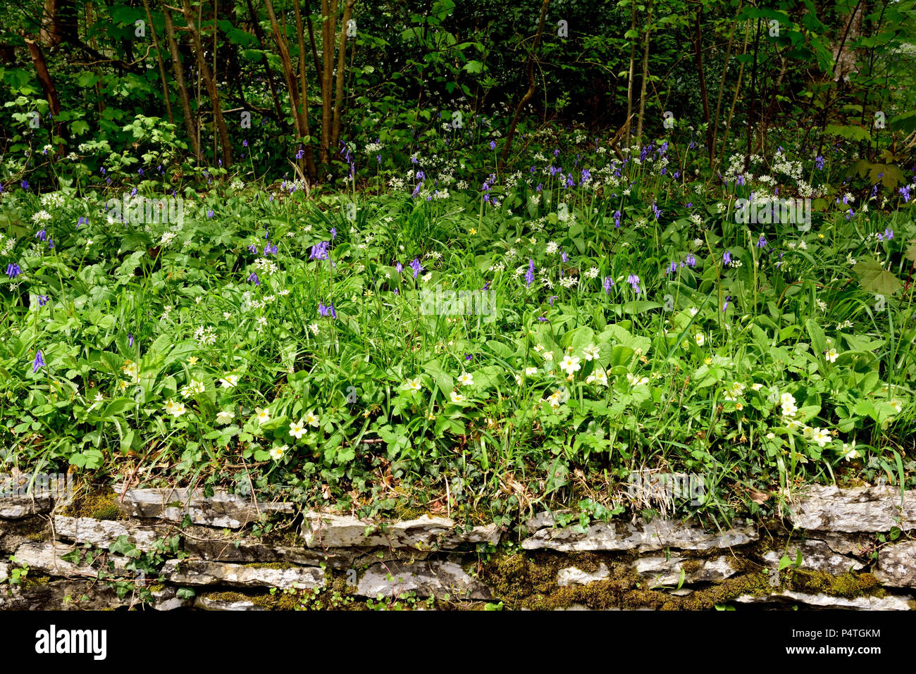 Spring wildflowers growing in a British woodland Stock Photo Alamy