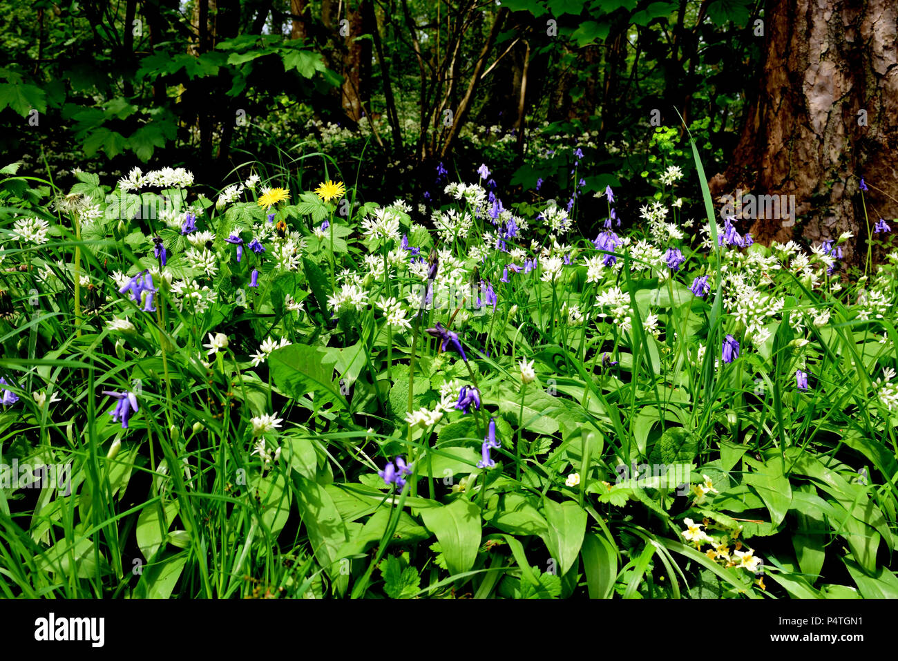 Spring wildflowers growing in a British woodland Stock Photo Alamy