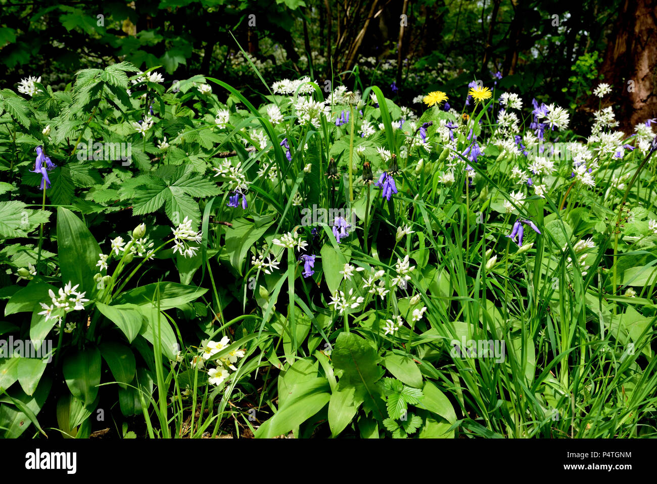 Spring wildflowers growing in a British woodland Stock Photo Alamy